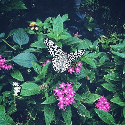 butterflies quotesandsayings petsandanimals nature spring