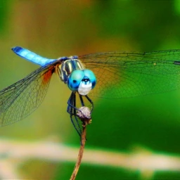 wppnature colorful beauty dragonfly freetoedit